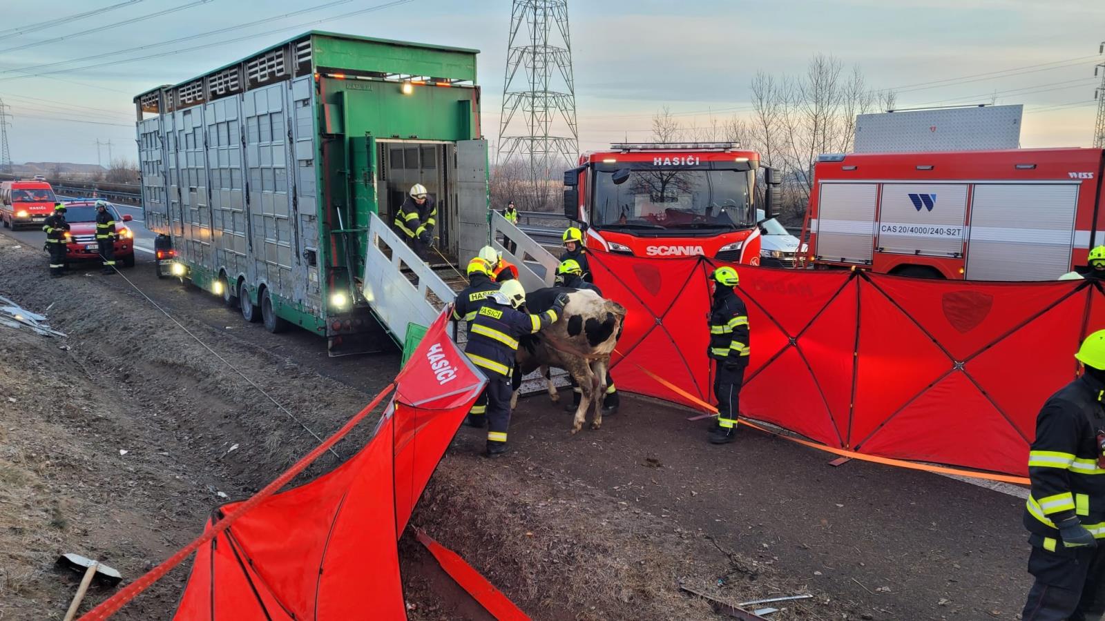 013-havarovaný nákladní automobil převážející dobytek.jpg