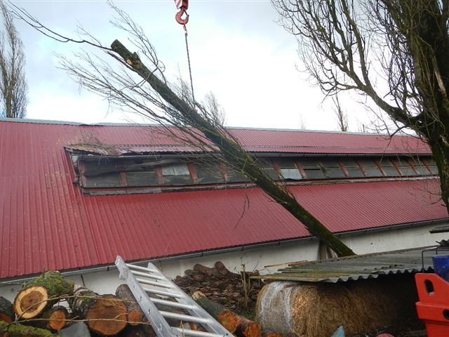 2 Spadlý strom na hřebčín, Roseč - 31. 3. 2015 (6).jpg