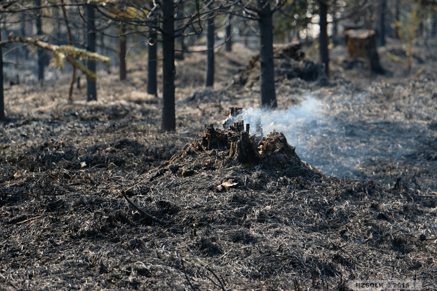 24 P_LP_24-3-2015 Požár lesa Přerov Penčice (8).JPG