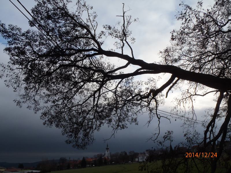 24.12.2014 padlý strom Klenčí p. Čerchovem.JPG