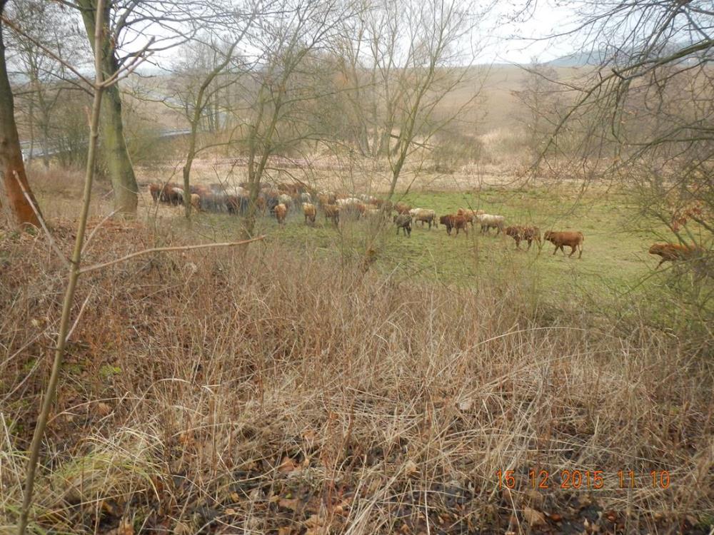 4 Stádo býků, Borotín - 15. 12. 2015 (1).jpg