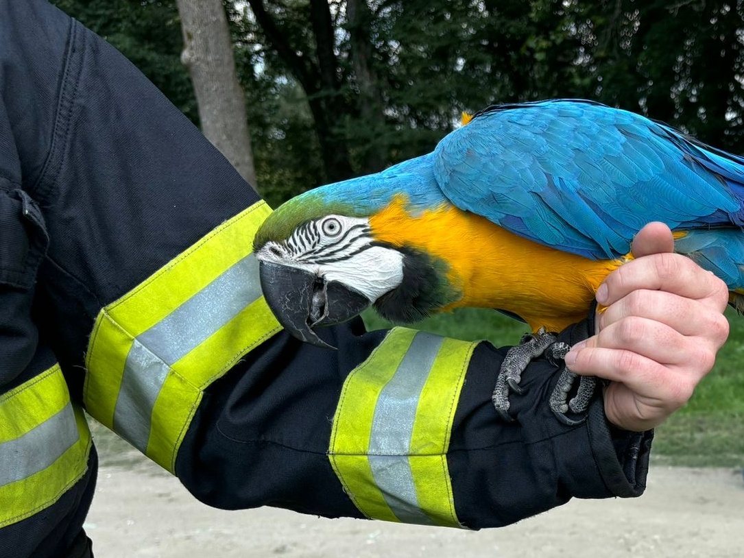 Foto papoušek