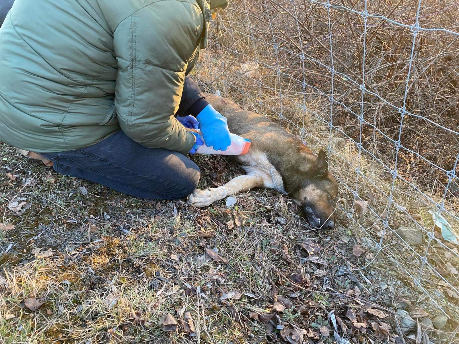 MSK - Hasiči při pokusu zachránit zraněného psa (3).jpg