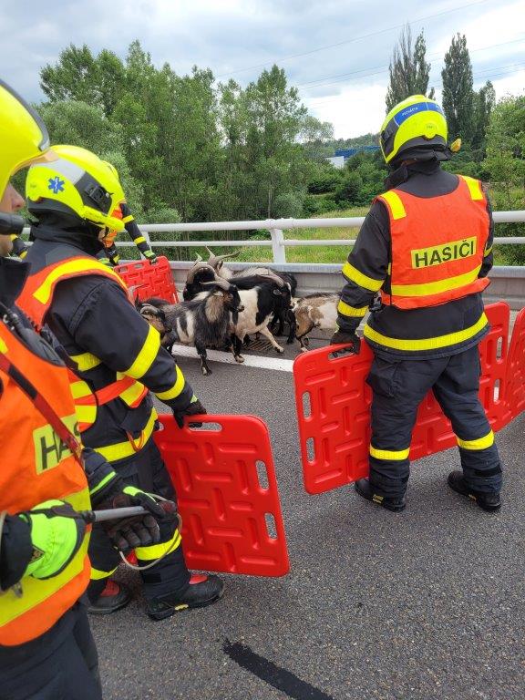 MSK_Hasiči se snaží pomocí ohrady vytvořené z umělohmotných desek udržet zvířata u krajnice vozovky.jpg