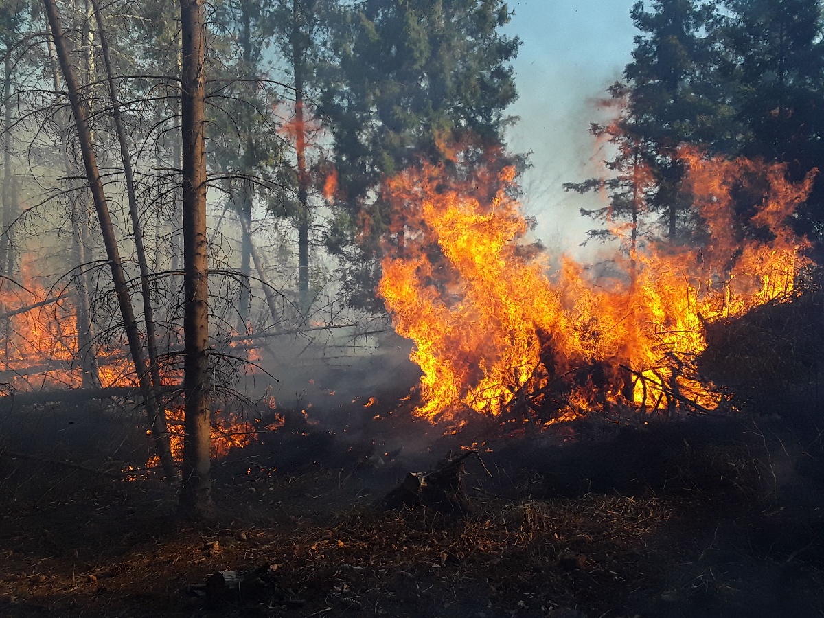 OLK - Požár ve zvláštním stupni poplachu na Olomoucku_hořící les.jpg