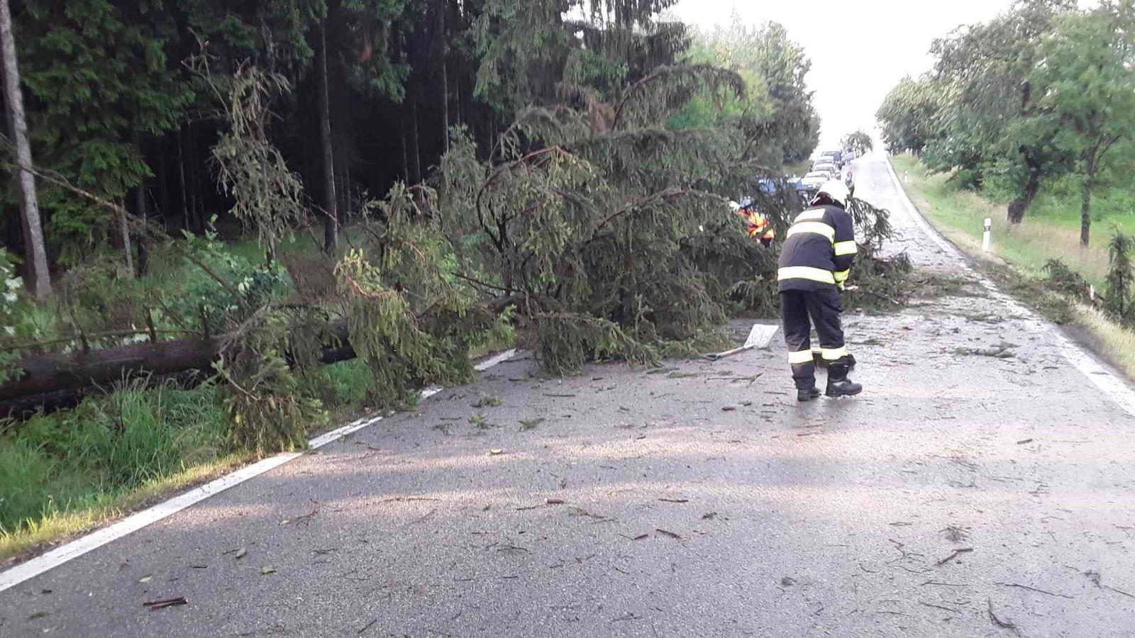 Pikárec - strom na komunikaci