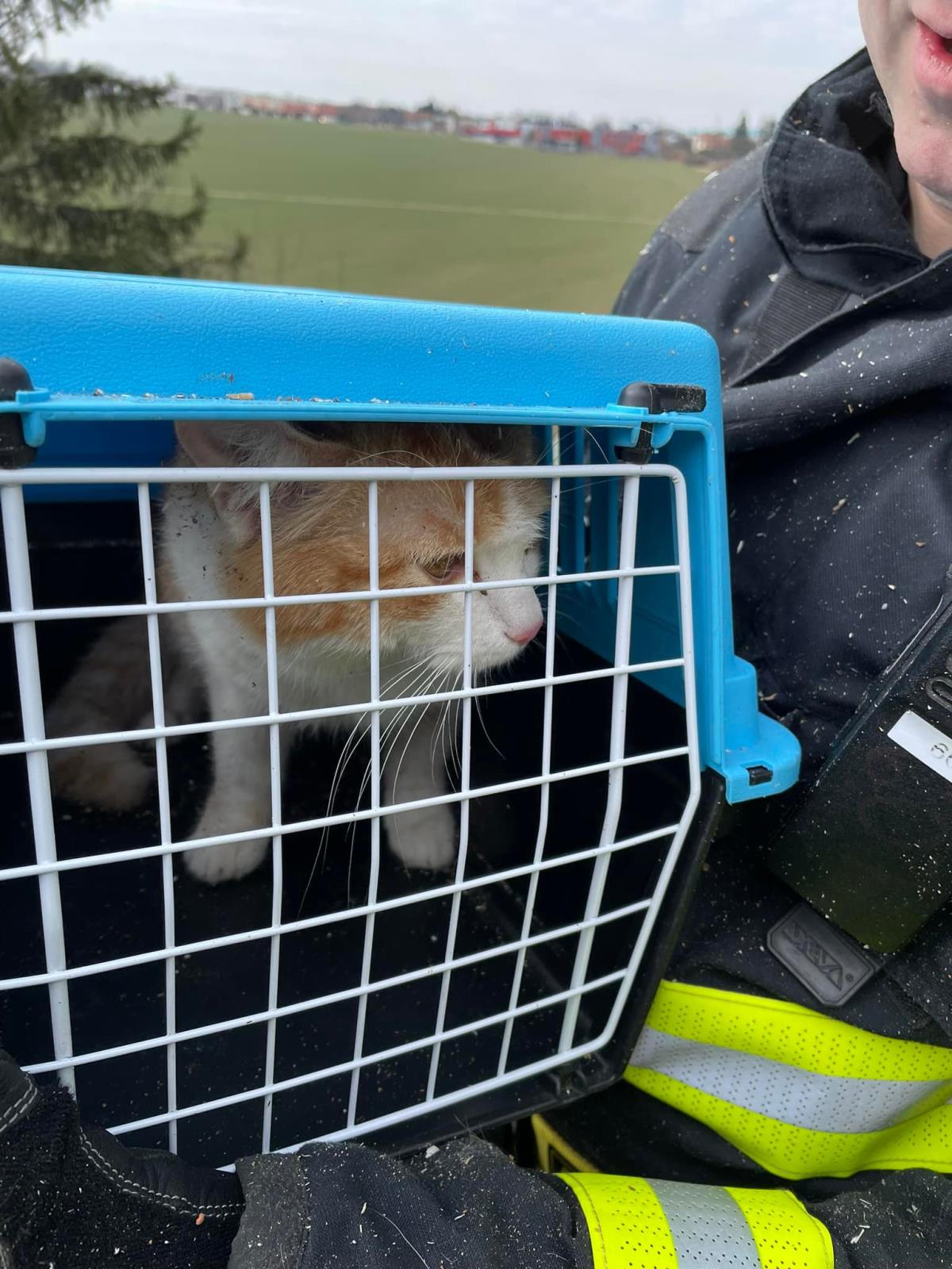 SČK - Zachráněná kočka v přepravce.jpg