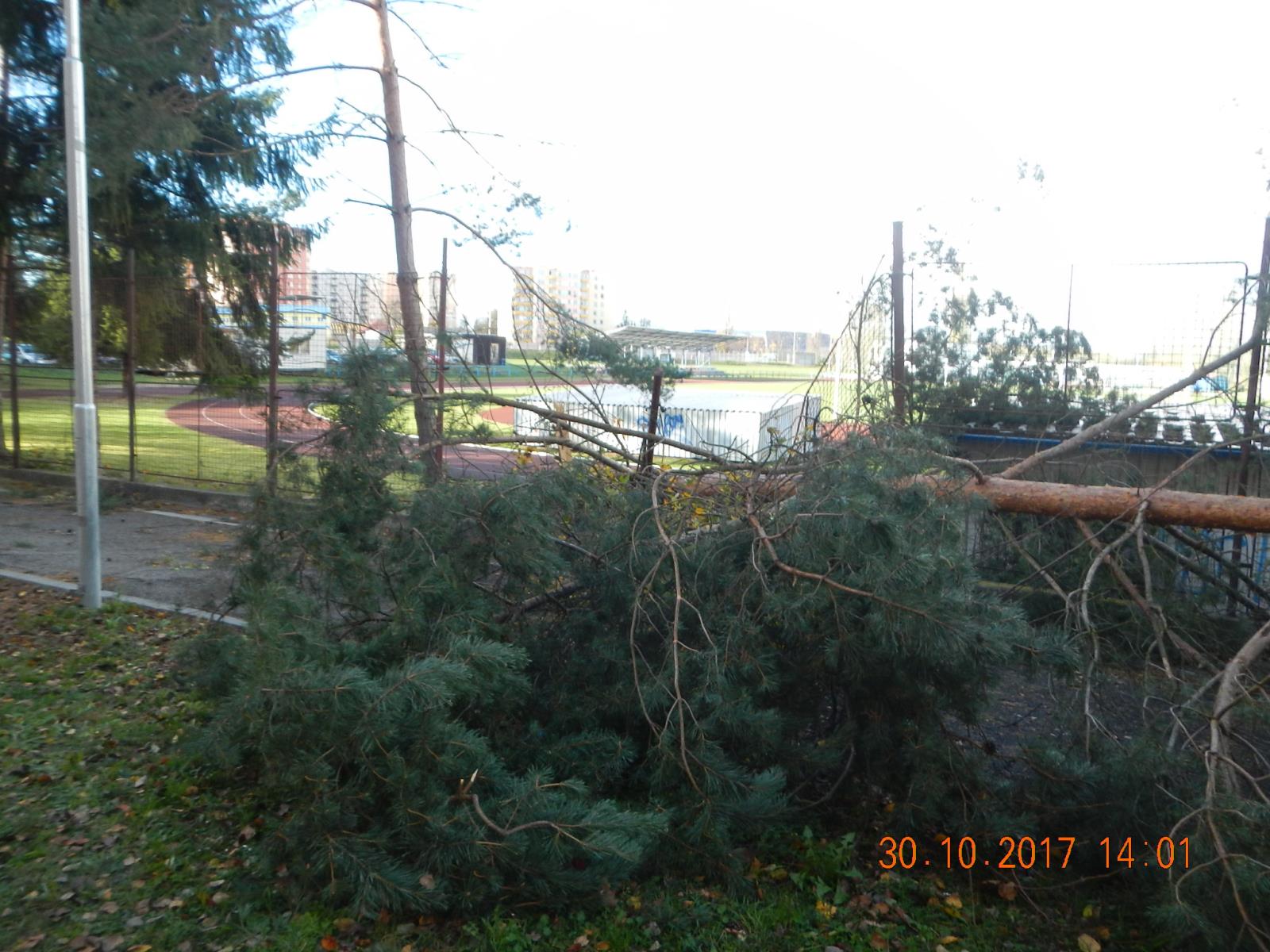 Spadlé stromy, Jivno a České Budějovice - 30. 10. 2017 (1).JPG