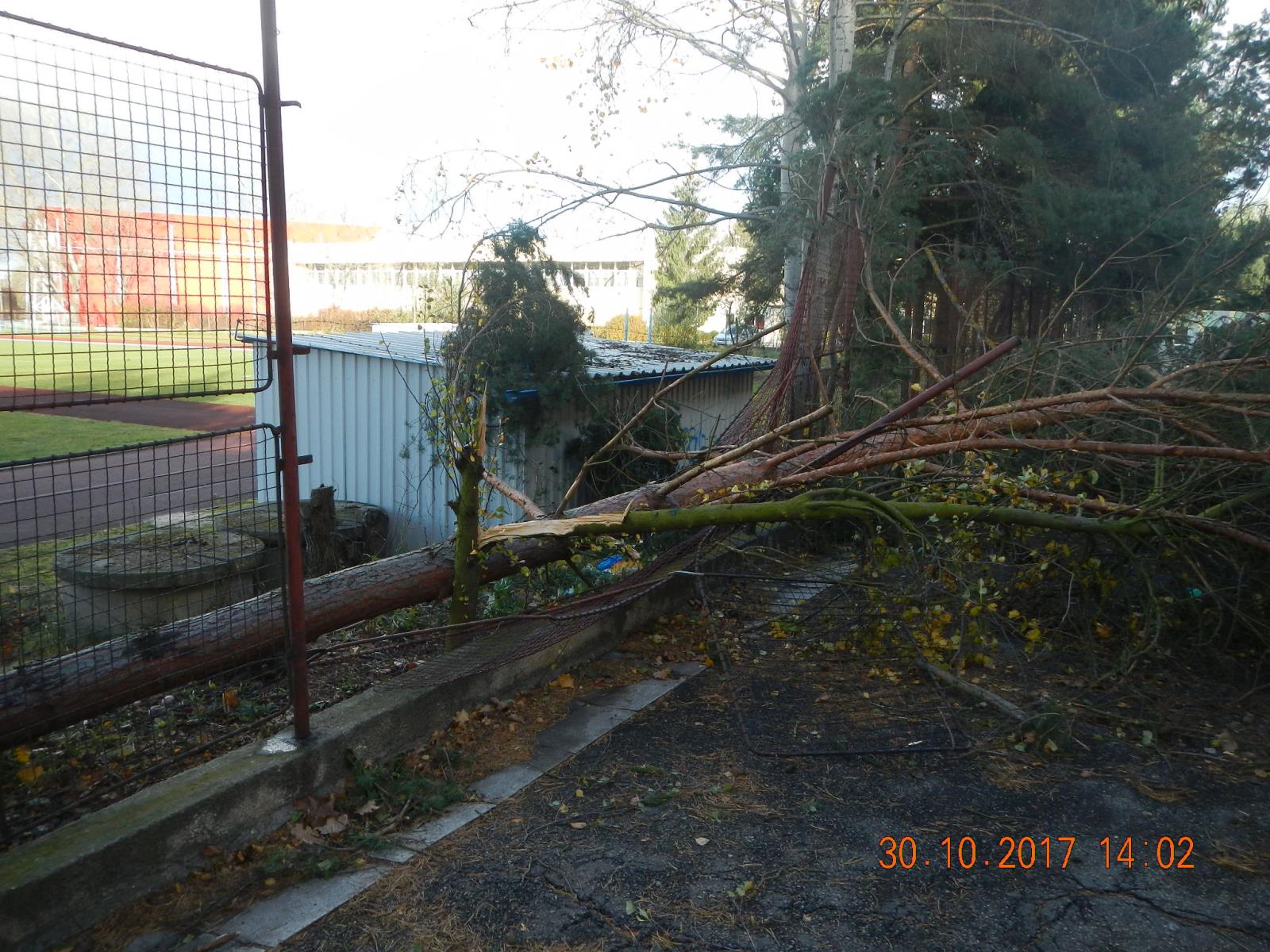 Spadlé stromy, Jivno a České Budějovice - 30. 10. 2017 (2).JPG