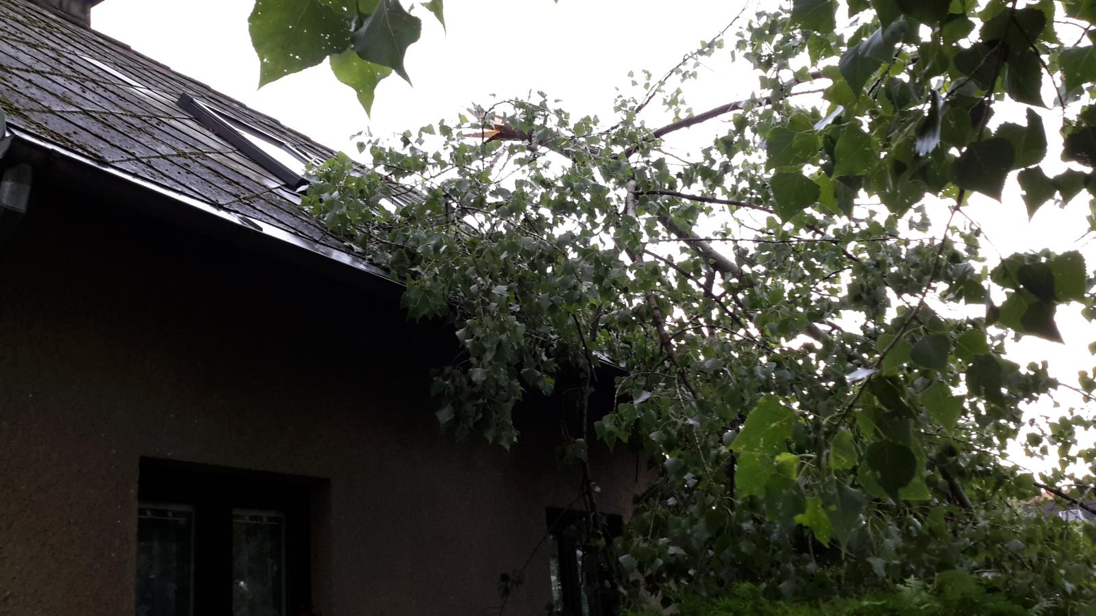 Spadlý strom, České Budějovice - 1. 7. 2019 (4).jpg