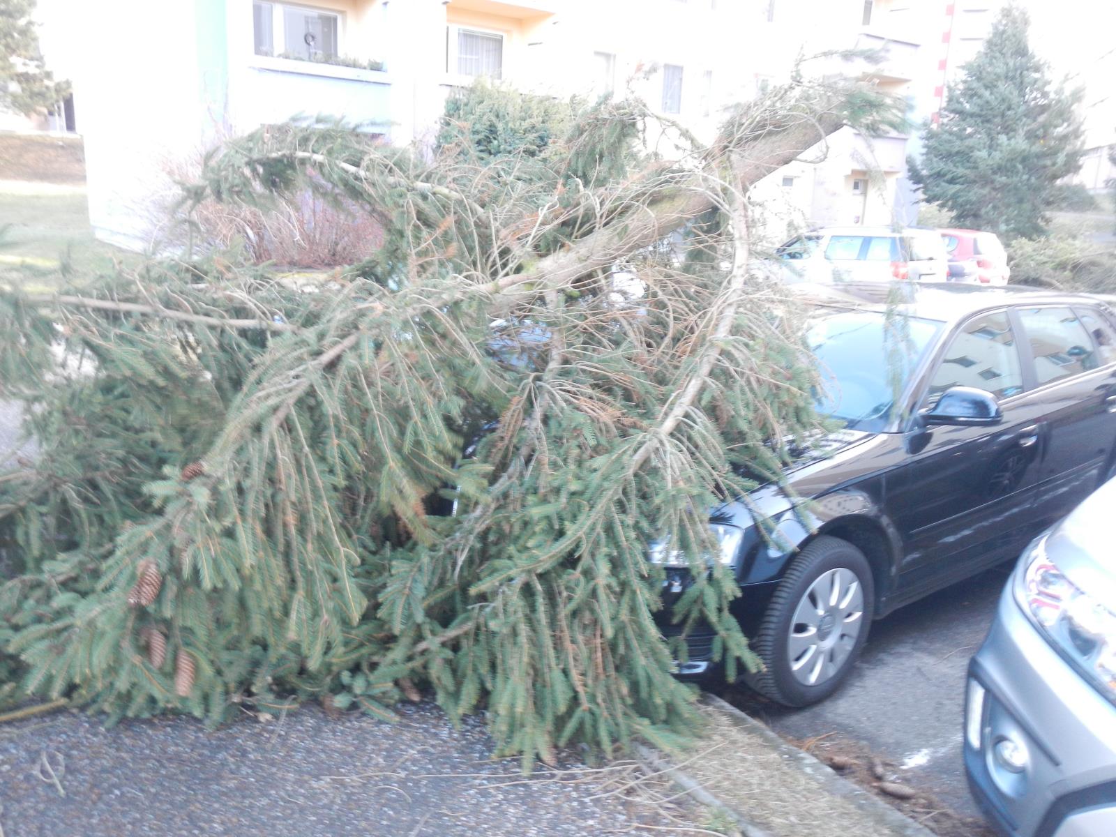 Spadlý strom, Milevsko - 17. 2. 2022.JPG