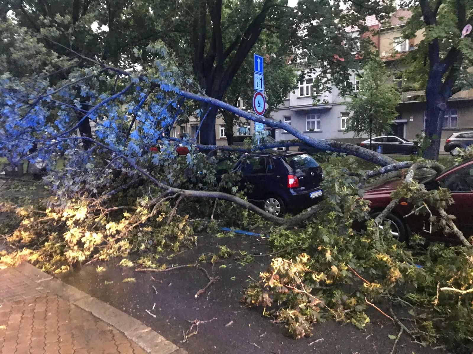 Spadlý strom na OA, České Budějovice - 29. 6. 2022 (1).jpg