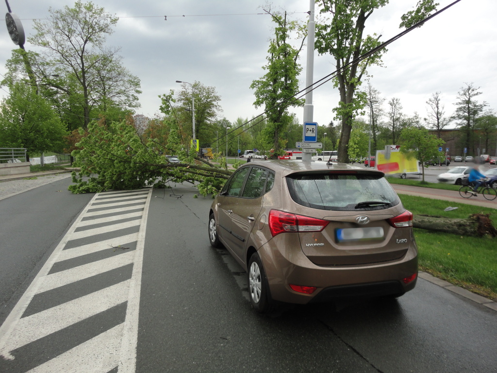 TP, HK stromy Malšovice (2).JPG