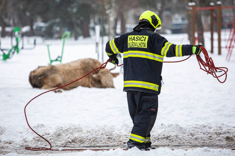 TP Hradec Králové, odchyt krav (1).jpg