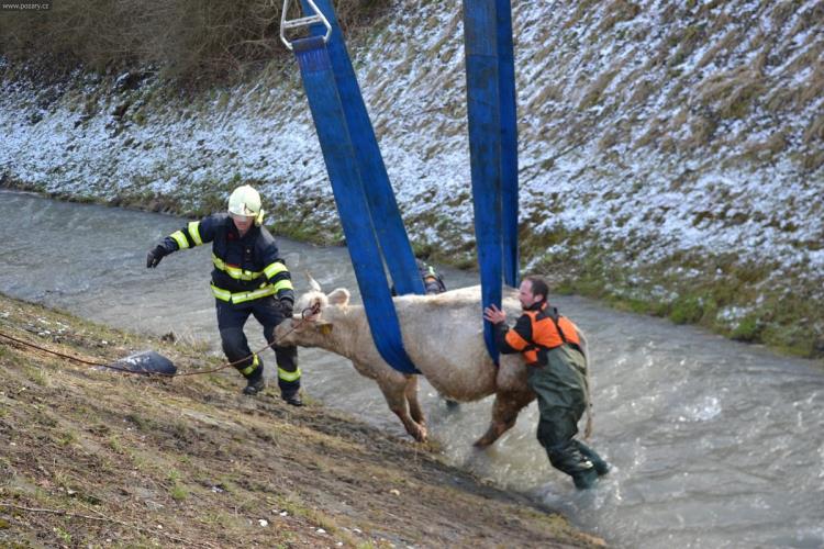 Záchrana krávy (2).jpg