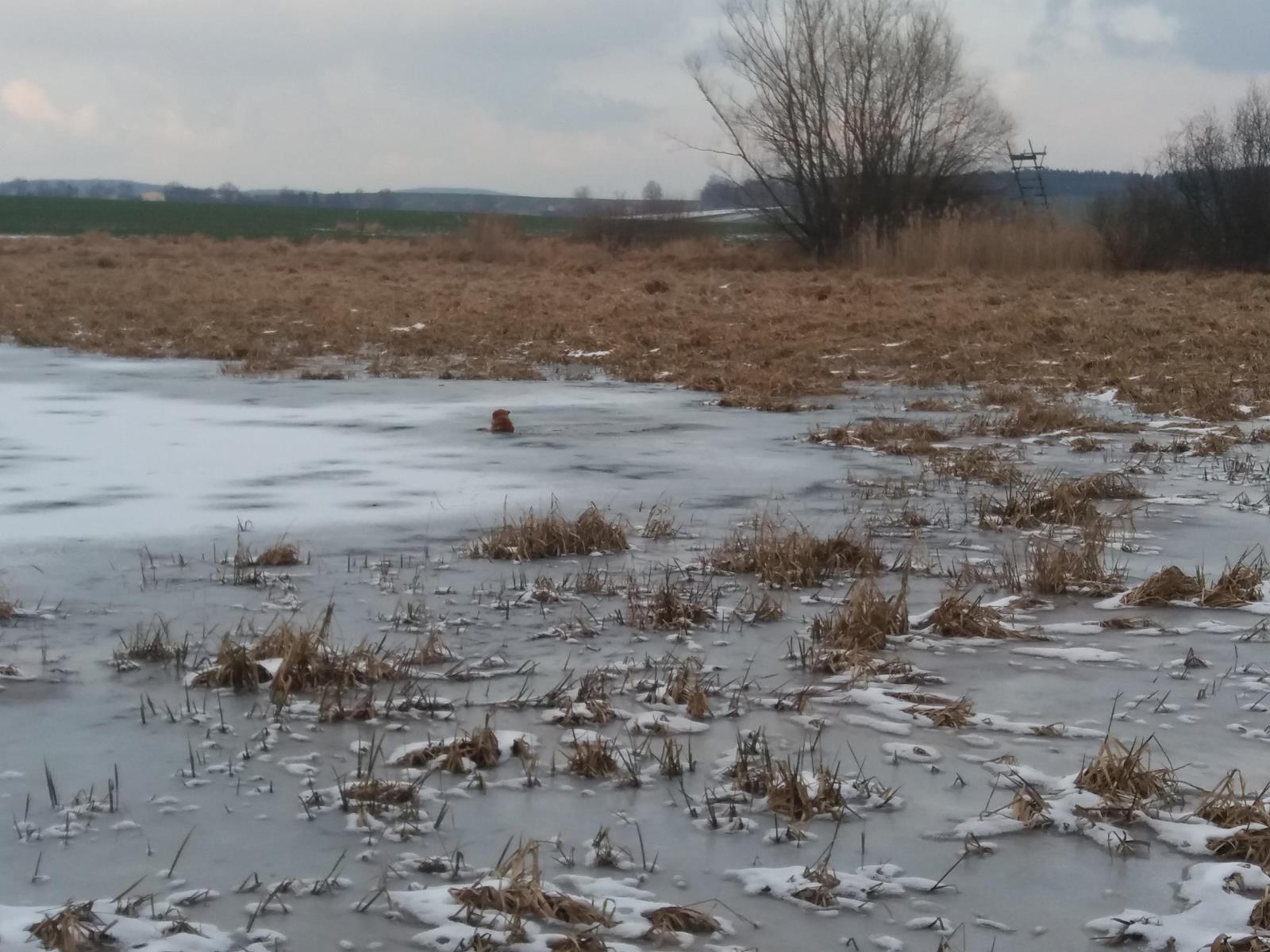 Záchrana psa, Mladá Vožice - 14. 2. 2018 (1).jpg