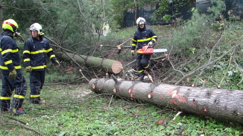 borovice2autaOVMarianskeHory (14).JPG