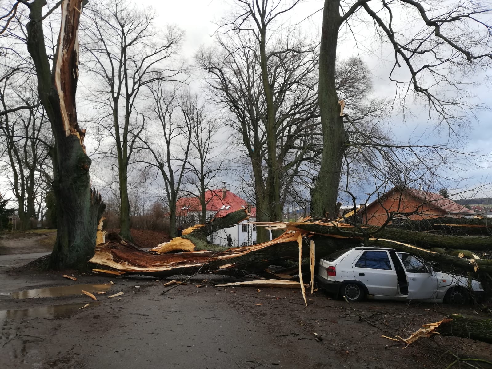 pád stromu na OA - Jevišovice