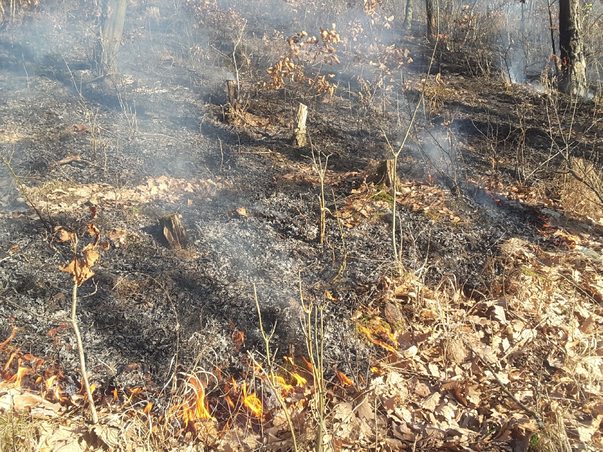 požár lesa (8).jpg