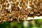 honey-bees-401238_1920.jpg