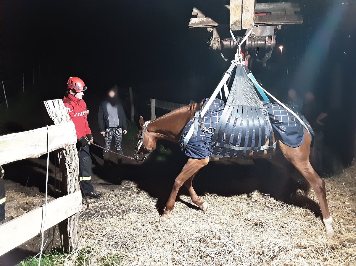 23_LIK_záchrana koně_zvíře v záchranné síti_u něj stojí veterinářka a v pozadí majitelé.jpg