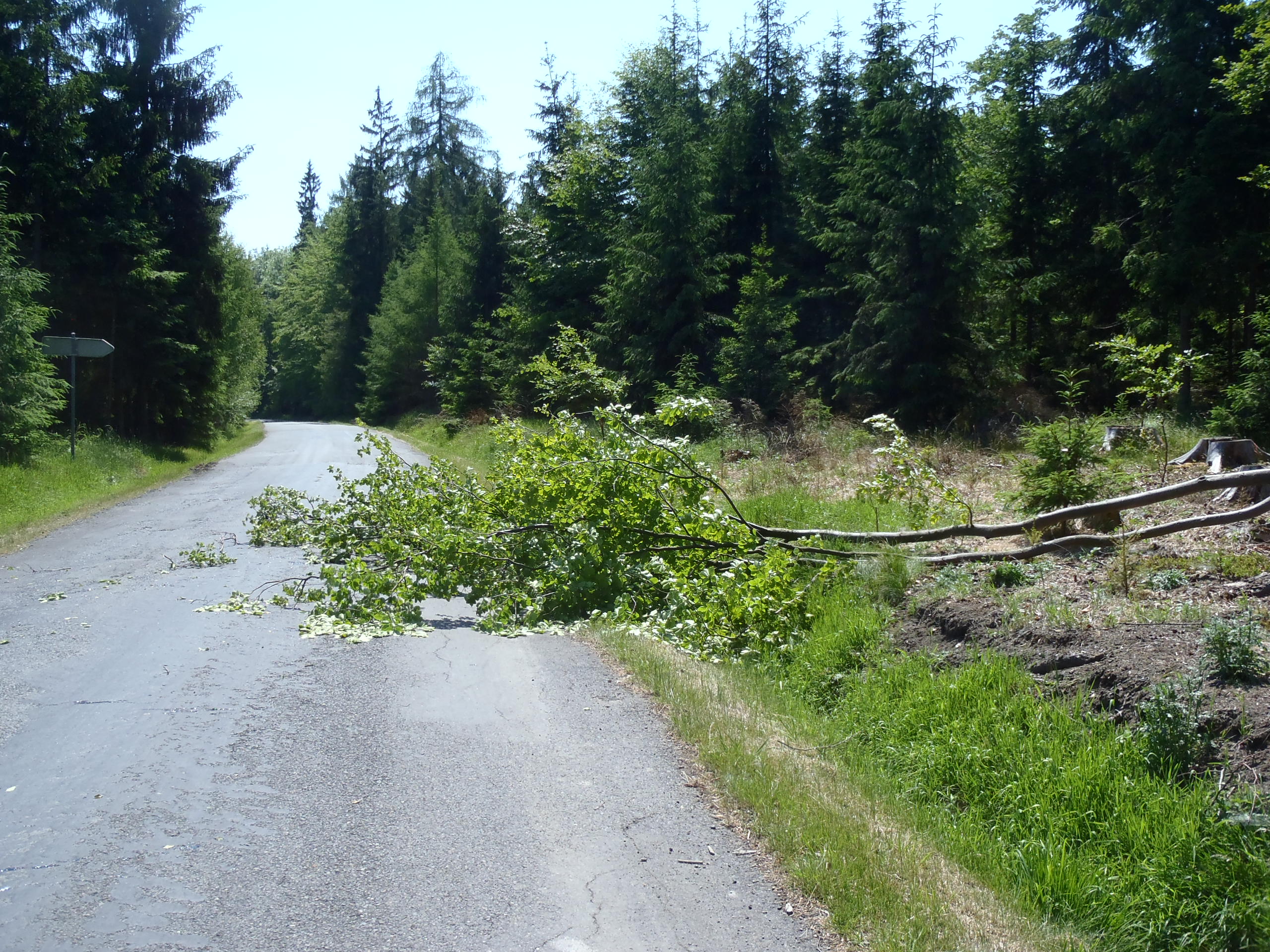 6.6.2015 Tlumačov strom přes cestu.JPG