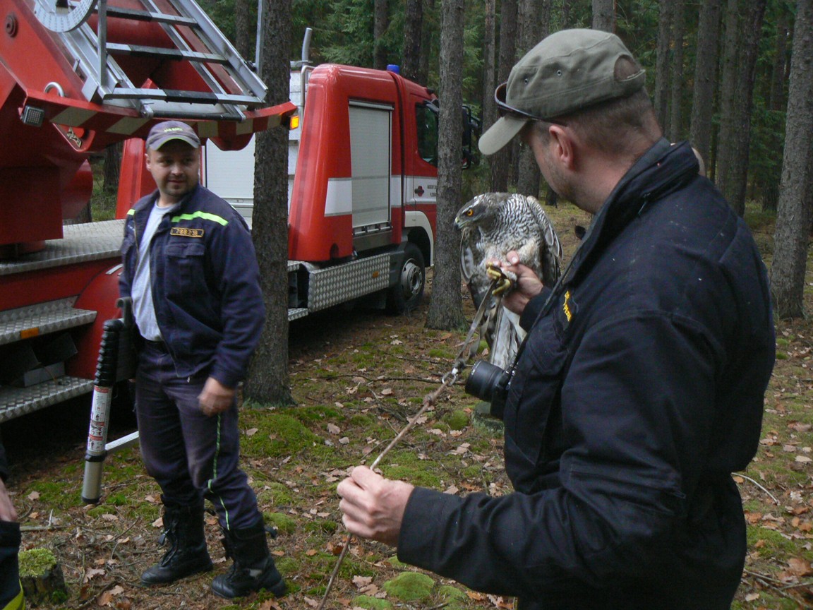 7.11.2015 záchrana dravce Krchleby.JPG