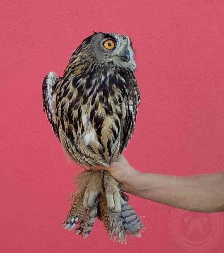 Bubo bubo.jpg