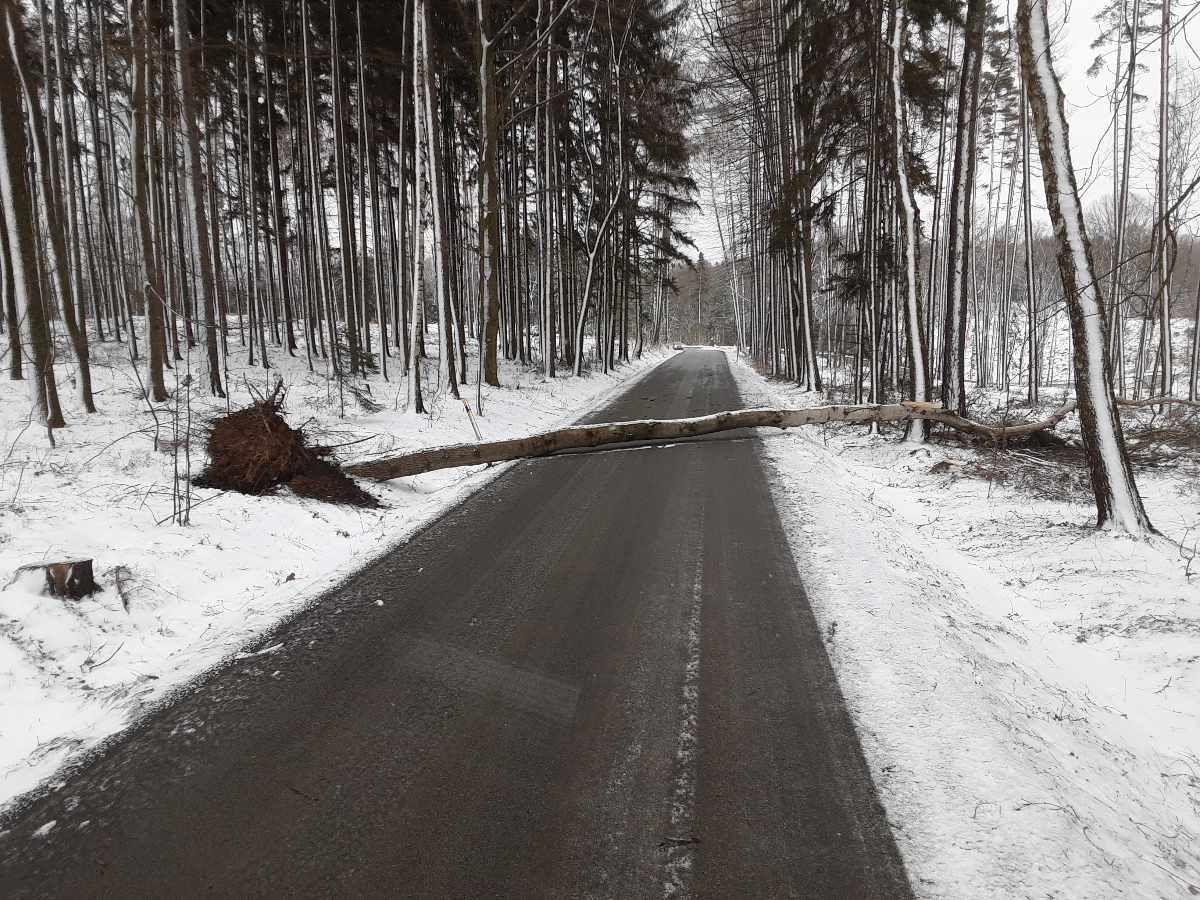 Hasiči zasahovali u popadaných stromů