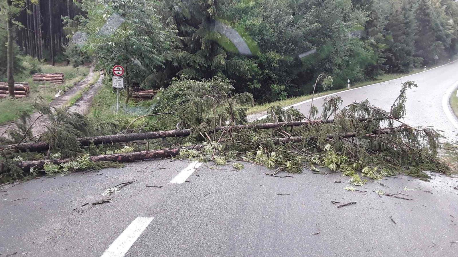 Pikárec - strom na komunikaci