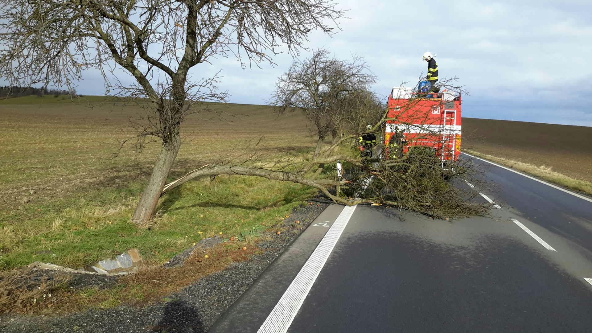 Polička strom.jpg