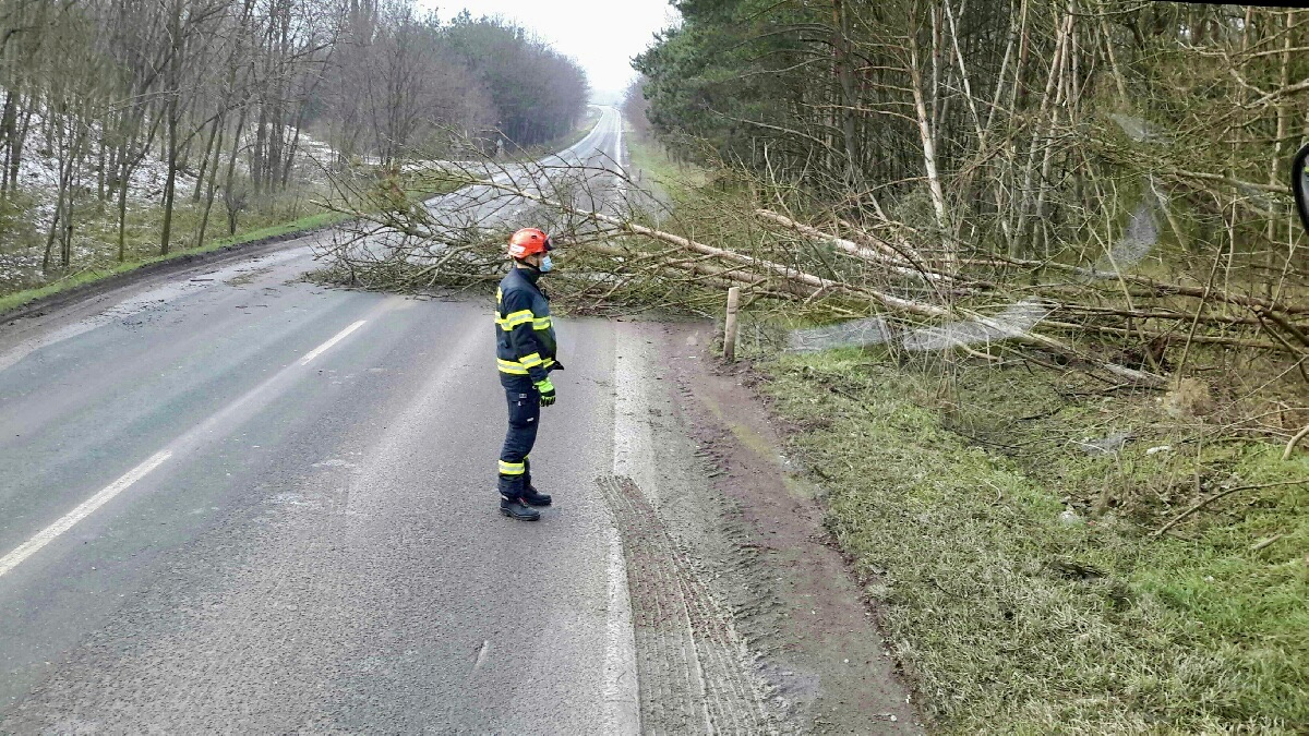 Spadený strom.jpeg