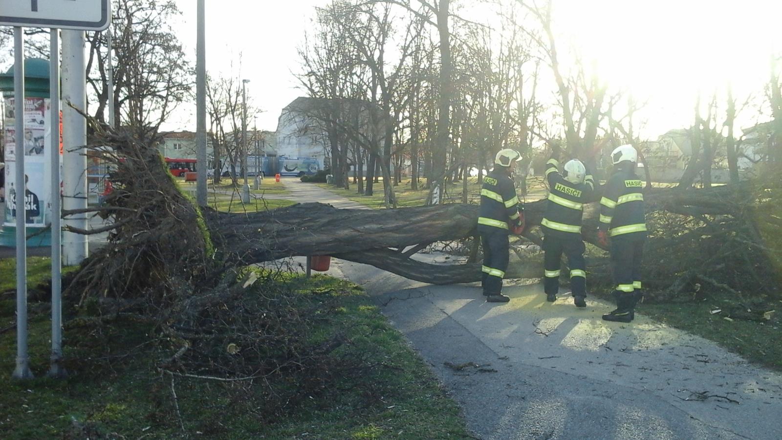 Stromy, České Budějovice - 11. 3. 2019 (2).jpg