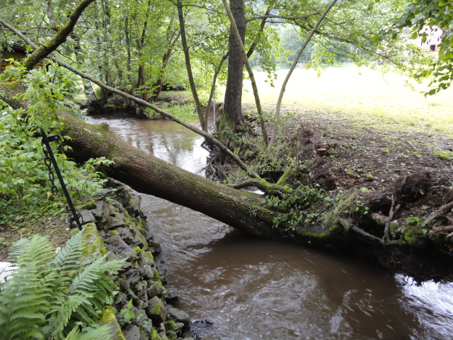 TP Stárkov, Horní Dřevíč, strom (2).JPG