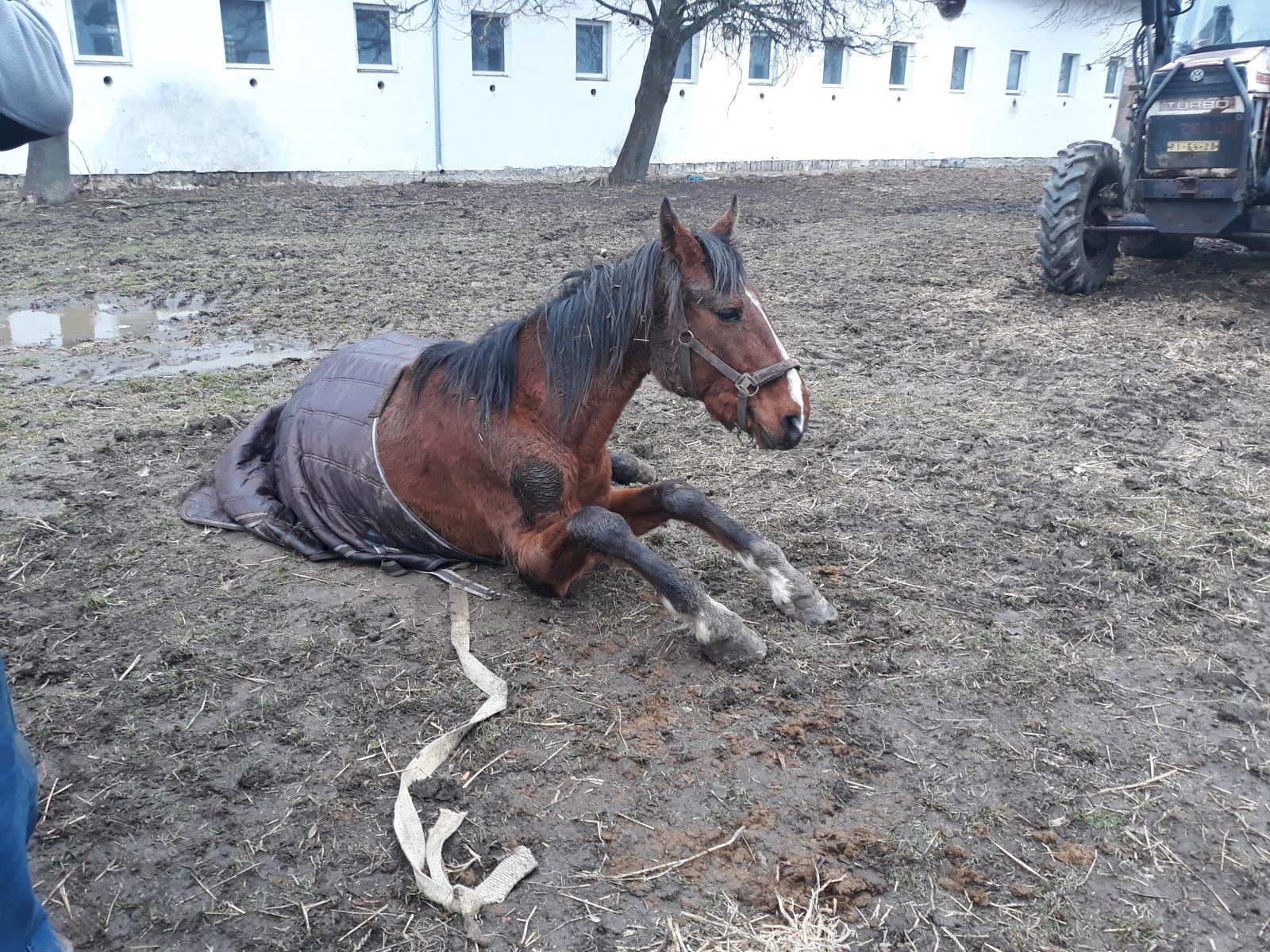 Vyzvednutí kobyly, Vlčeves - 14. 3. 2019 (1).jpg