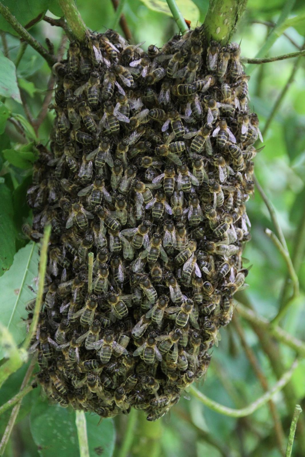 bees-1279149_1920.jpg