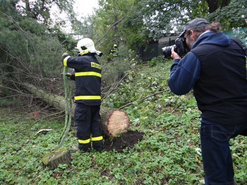 borovice2autaOVMarianskeHory (12).JPG