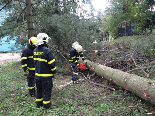 borovice2autaOVMarianskeHory (13).JPG