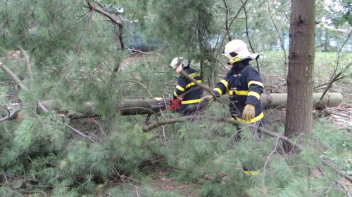 borovice2autaOVMarianskeHory (15).JPG