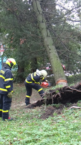 borovice2autaOVMarianskeHory (8).JPG