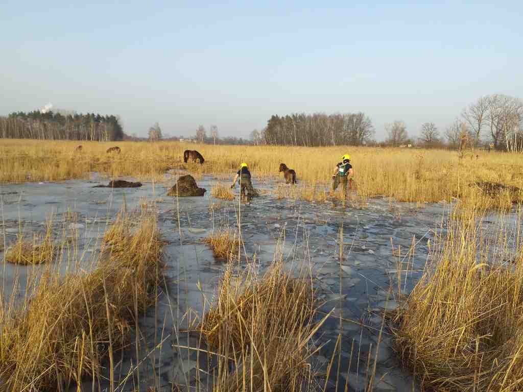 kůň ve vodě24-2-2021c.jpg