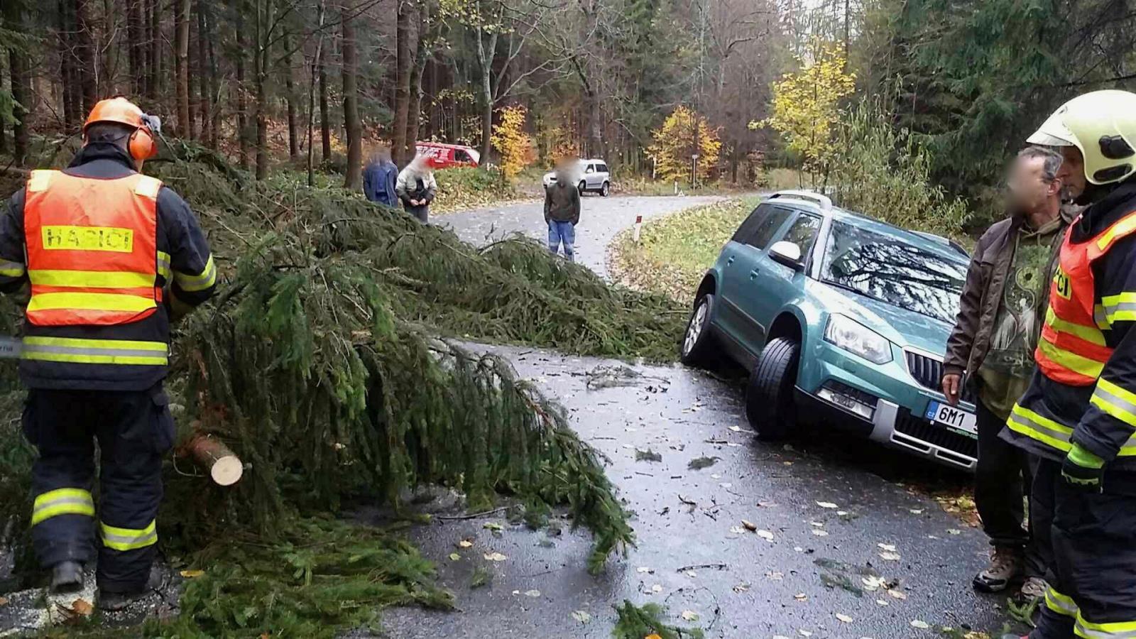 mutkov strom na auto