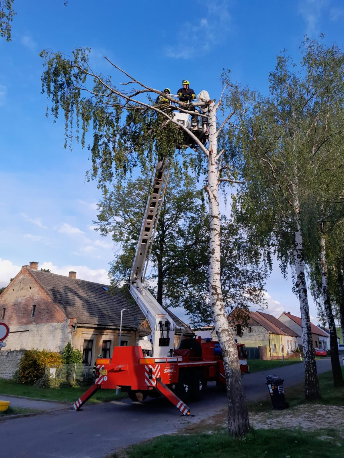 odstranění stromu Lipno